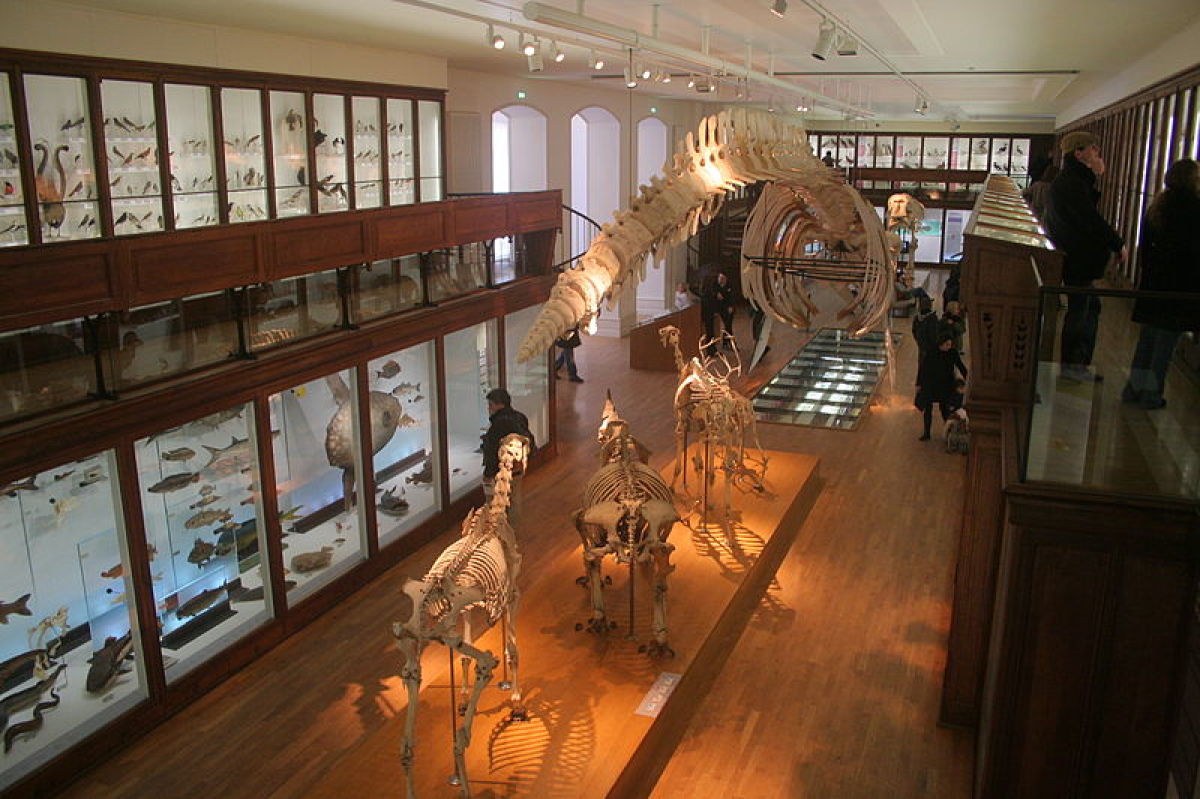 museum histoire naturelle nantes