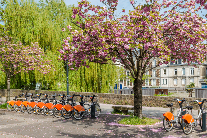 Budget Nantes Métropole - Vélos de ville en bord de Loire à Nantes sous des arbres en fleur