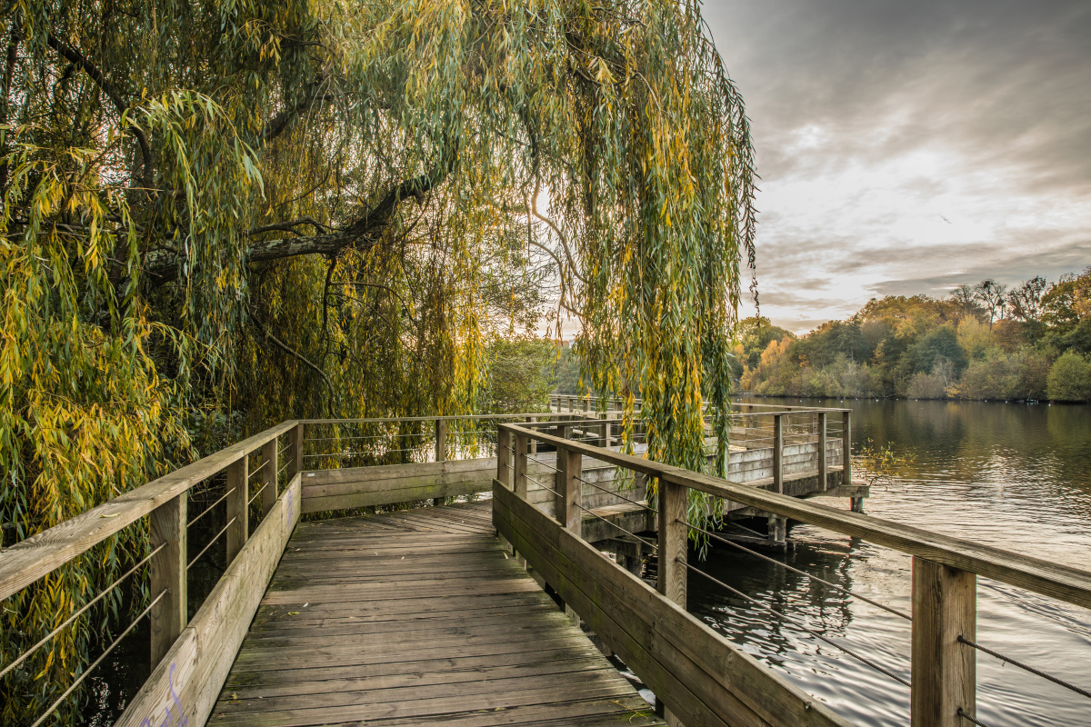 Bas-Chantenay à Nantes – Ponton de bois et arbre au bord du fleuve