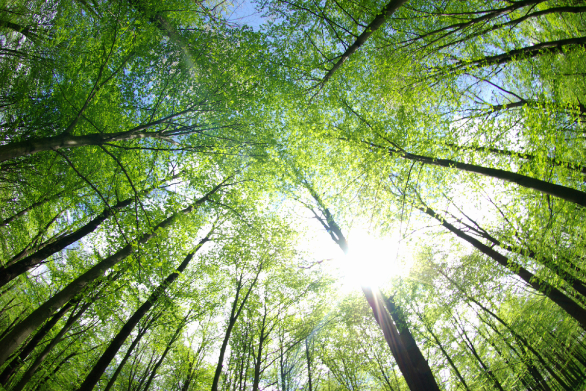 ZAC Champ de Manœuvre Nantes – Des arbres dans une forêt vus du bas