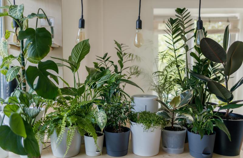 Rafraichir son logement – Des plantes vertes alignées