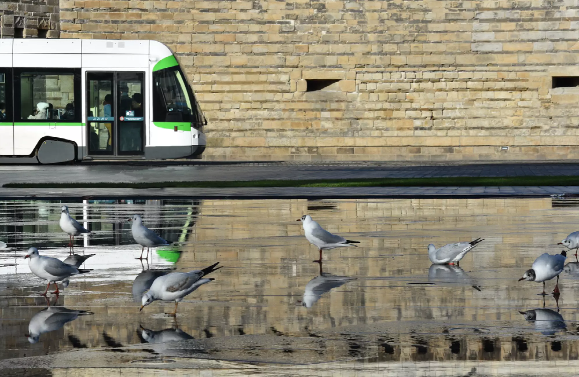 Le tramway de Rennes avec des mouettes en premier plan