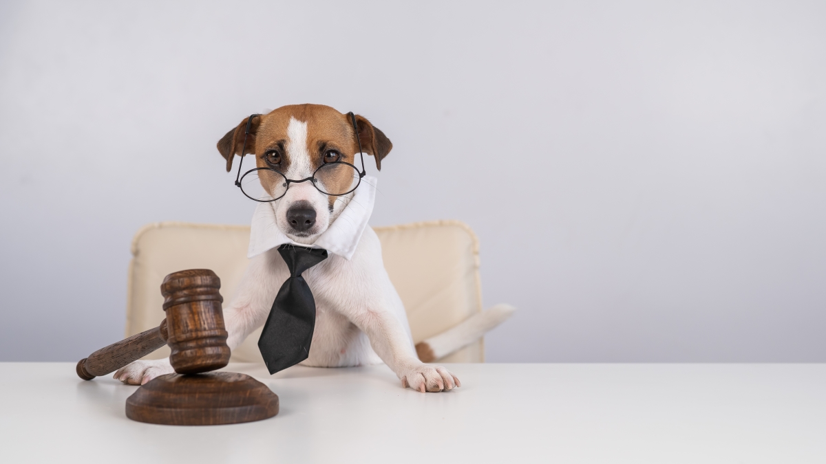 un chien avec des lunettes, une cravate, assis sur un fauteuil avec un marteau de juge devant les pattes